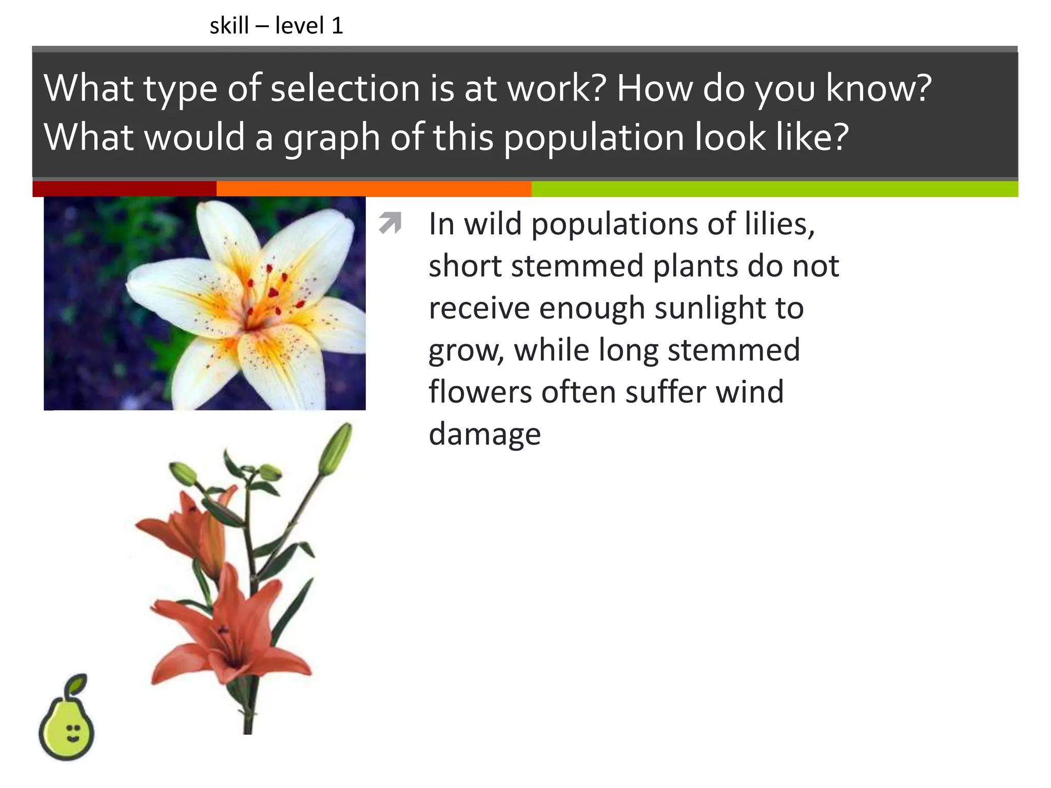  In wild populations of lilies,
short stemmed plants do not
receive enough sunlight to
grow, while long stemmed
flowers often suffer wind
damage
skill – level 1
What type of selection is at work? How do you know?
What would a graph of this population look like?
 
