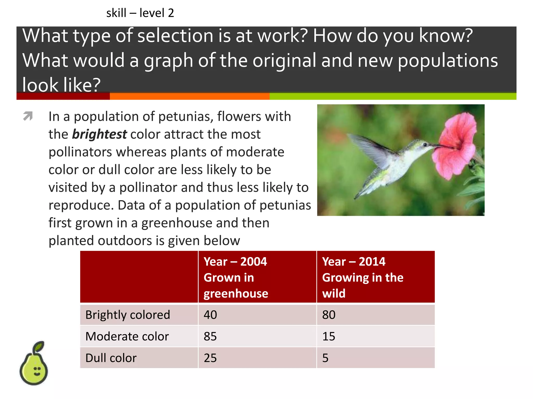 What type of selection is at work? How do you know?
What would a graph of the original and new populations
look like?
 In a population of petunias, flowers with
the brightest color attract the most
pollinators whereas plants of moderate
color or dull color are less likely to be
visited by a pollinator and thus less likely to
reproduce. Data of a population of petunias
first grown in a greenhouse and then
planted outdoors is given below
Year – 2004
Grown in
greenhouse
Year – 2014
Growing in the
wild
Brightly colored 40 80
Moderate color 85 15
Dull color 25 5
skill – level 2
 