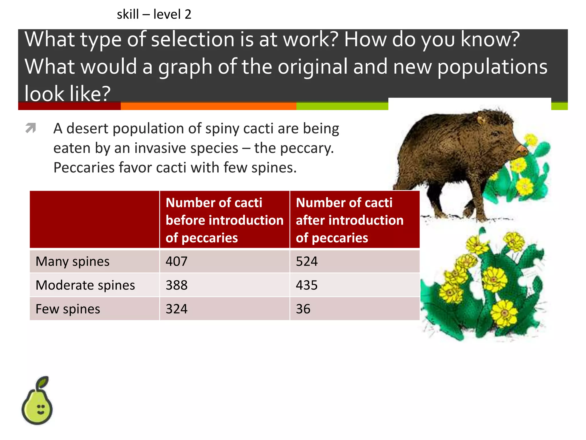 What type of selection is at work? How do you know?
What would a graph of the original and new populations
look like?
 A desert population of spiny cacti are being
eaten by an invasive species – the peccary.
Peccaries favor cacti with few spines.
skill – level 2
Number of cacti
before introduction
of peccaries
Number of cacti
after introduction
of peccaries
Many spines 407 524
Moderate spines 388 435
Few spines 324 36
 
