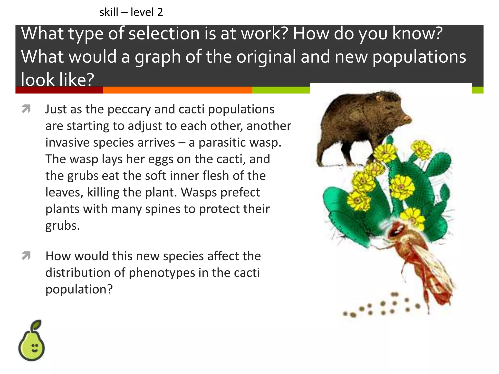 What type of selection is at work? How do you know?
What would a graph of the original and new populations
look like?
 Just as the peccary and cacti populations
are starting to adjust to each other, another
invasive species arrives – a parasitic wasp.
The wasp lays her eggs on the cacti, and
the grubs eat the soft inner flesh of the
leaves, killing the plant. Wasps prefect
plants with many spines to protect their
grubs.
 How would this new species affect the
distribution of phenotypes in the cacti
population?
skill – level 2
 