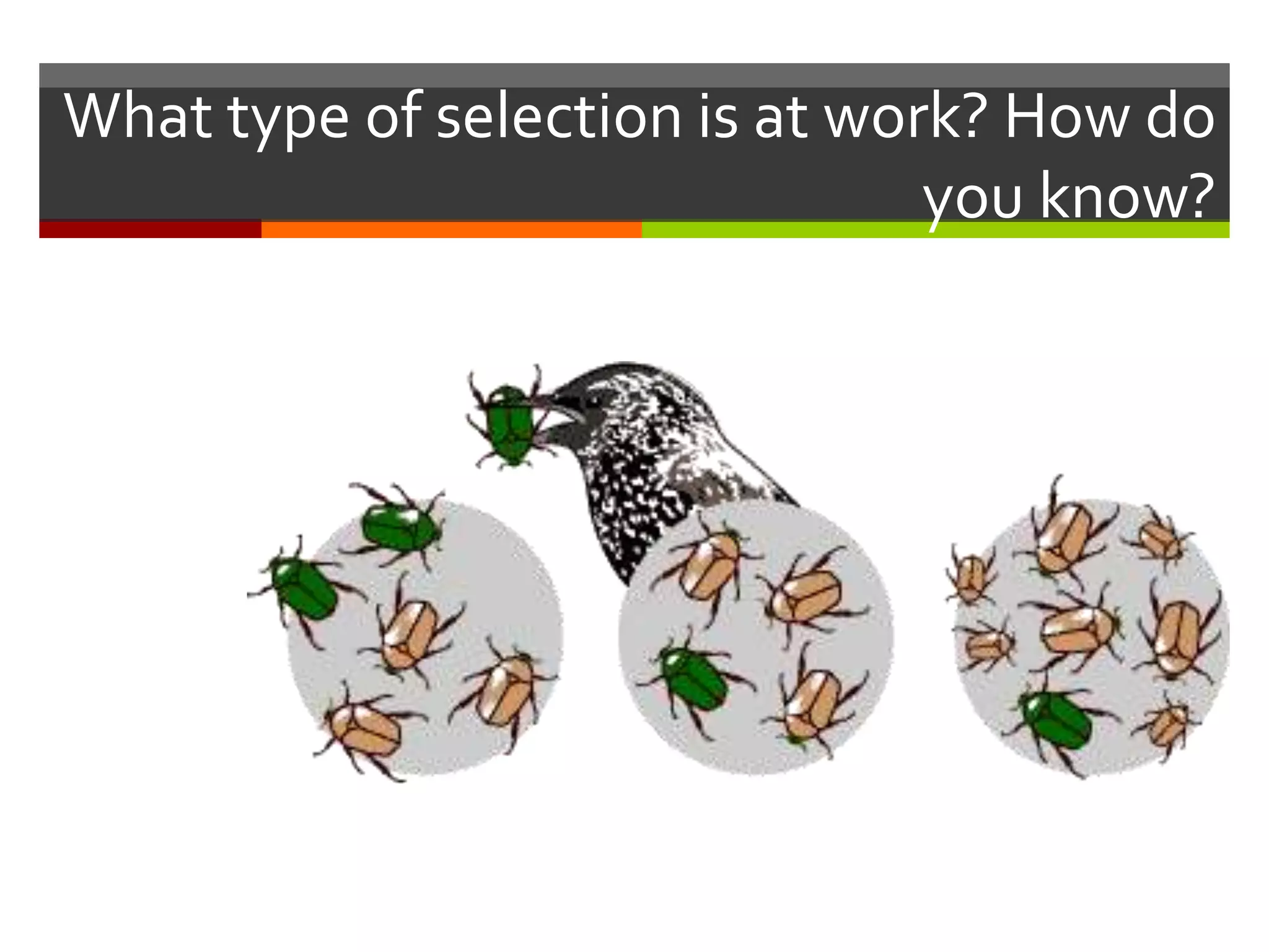 What type of selection is at work? How do
you know?
 