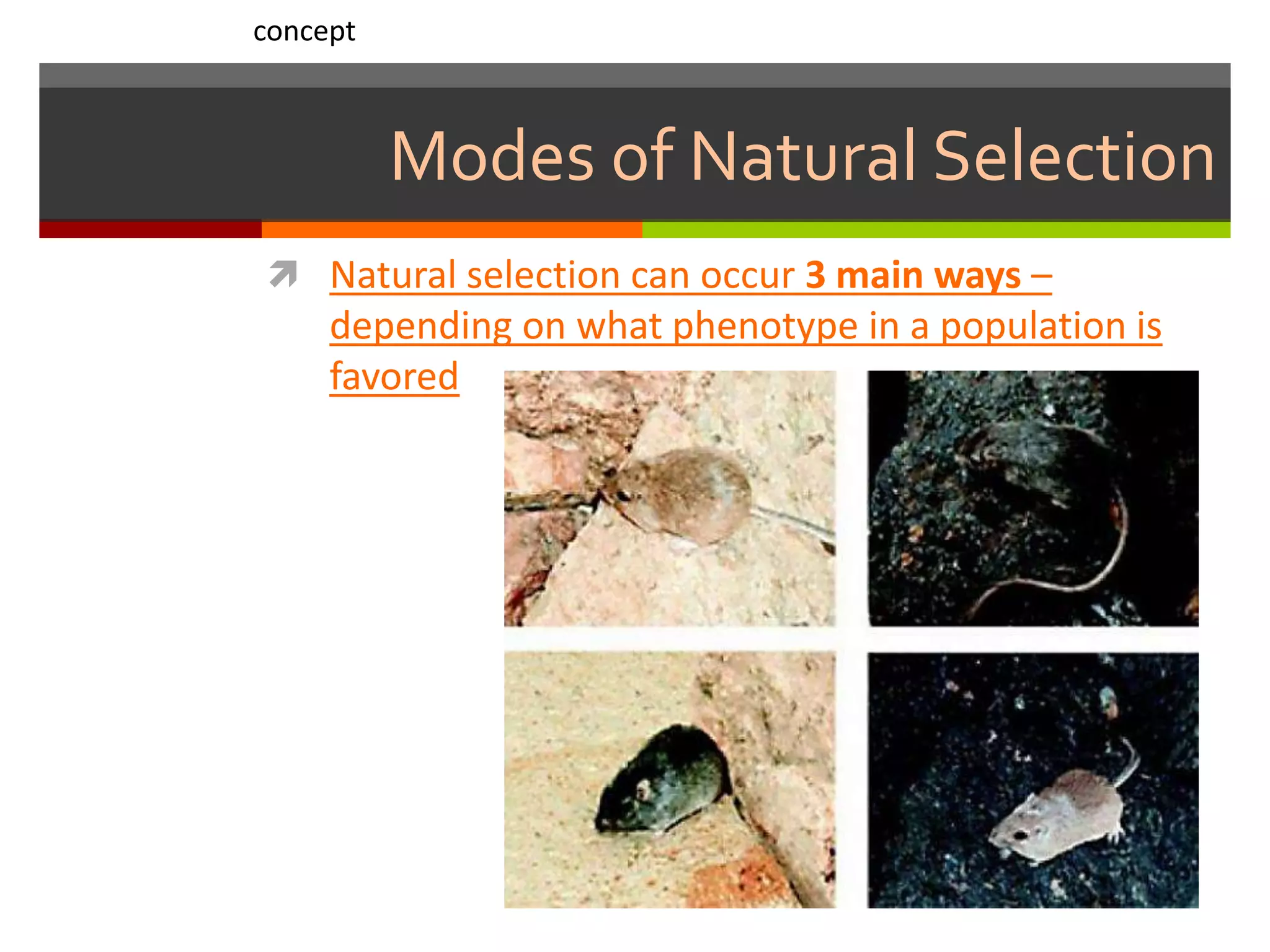 Modes of Natural Selection
 Natural selection can occur 3 main ways –
depending on what phenotype in a population is
favored
concept
 