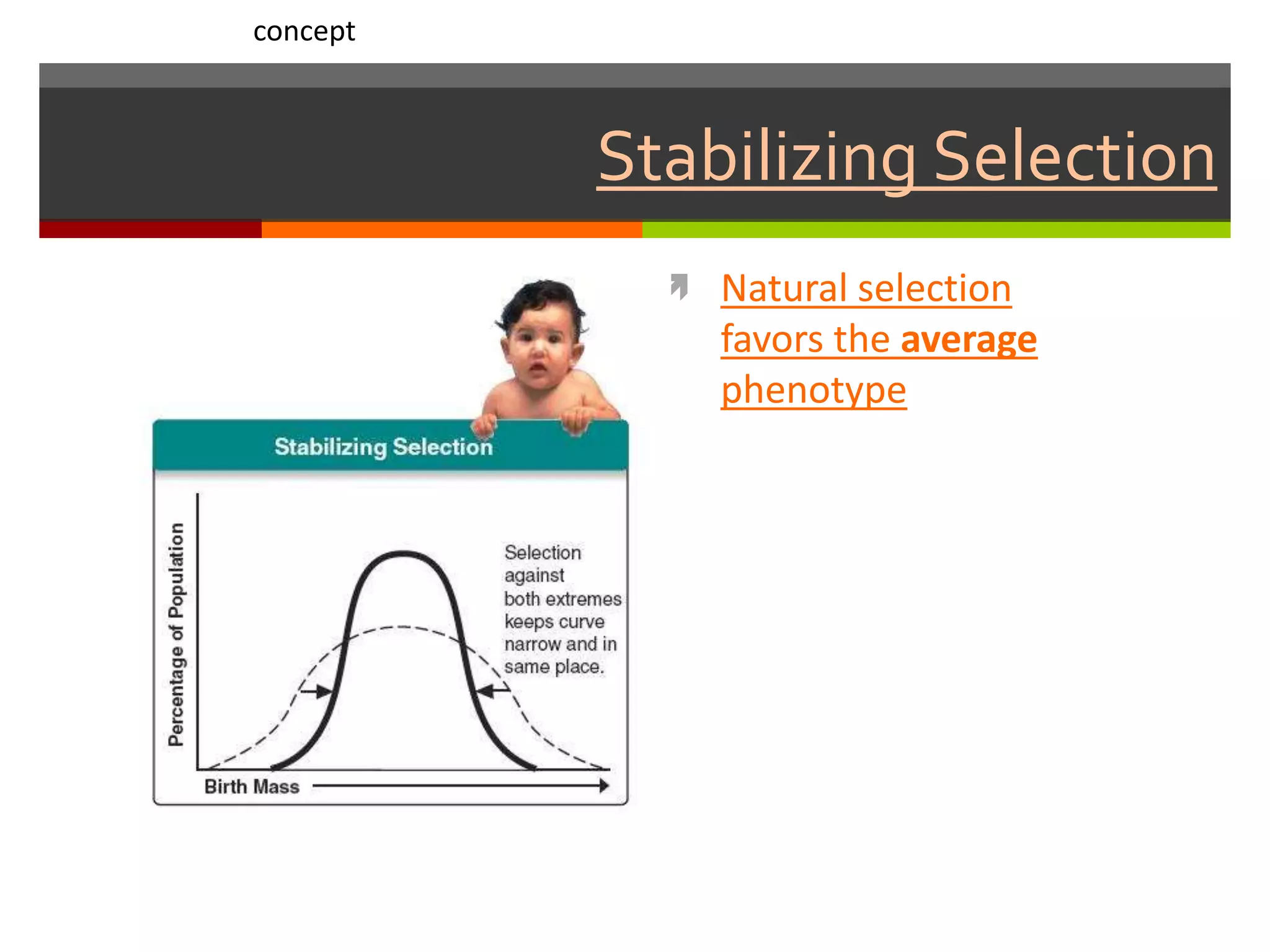 Stabilizing Selection
 Natural selection
favors the average
phenotype
concept
 
