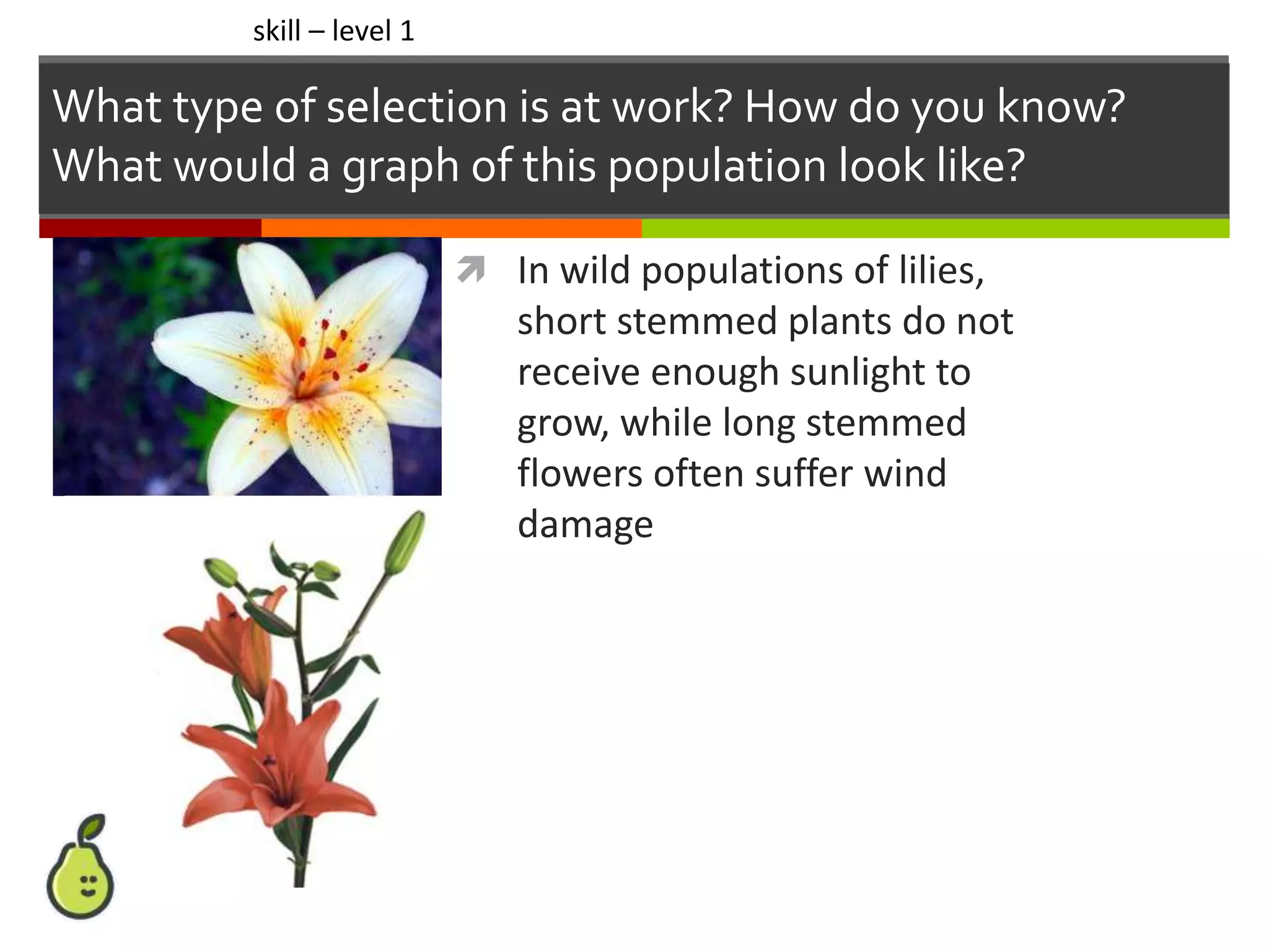  In wild populations of lilies,
short stemmed plants do not
receive enough sunlight to
grow, while long stemmed
flowers often suffer wind
damage
skill – level 1
What type of selection is at work? How do you know?
What would a graph of this population look like?
 