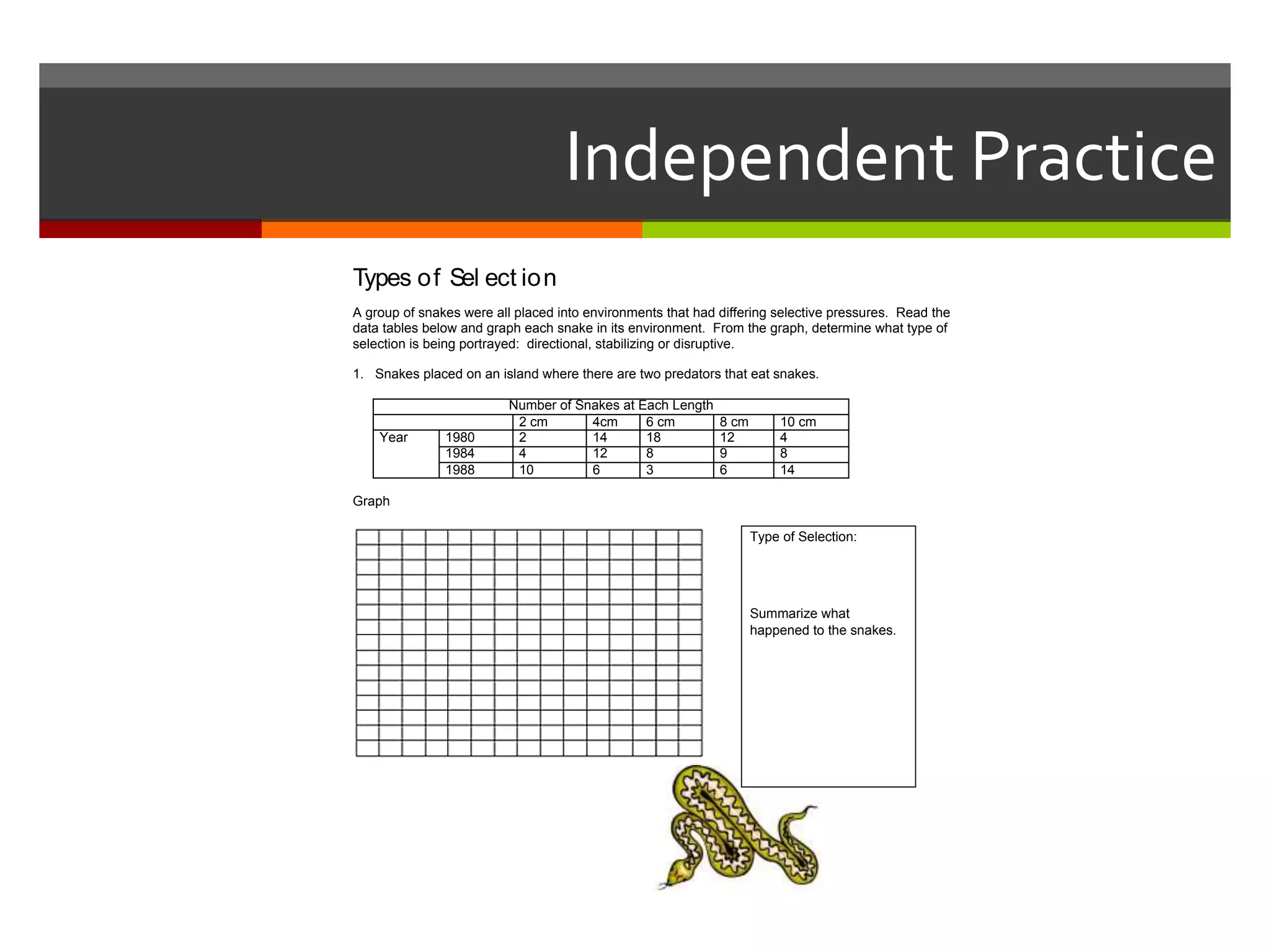 Independent Practice
Types of Sel ect ion
A group of snakes were all placed into environments that had differing selective pressures. Read the
data tables below and graph each snake in its environment. From the graph, determine what type of
selection is being portrayed: directional, stabilizing or disruptive.
1. Snakes placed on an island where there are two predators that eat snakes.
Number of Snakes at Each Length
2 cm 4cm 6 cm 8 cm 10 cm
Year 1980 2 14 18 12 4
1984 4 12 8 9 8
1988 10 6 3 6 14
Graph
Type of Selection:
Summarize what
happened to the snakes.
 