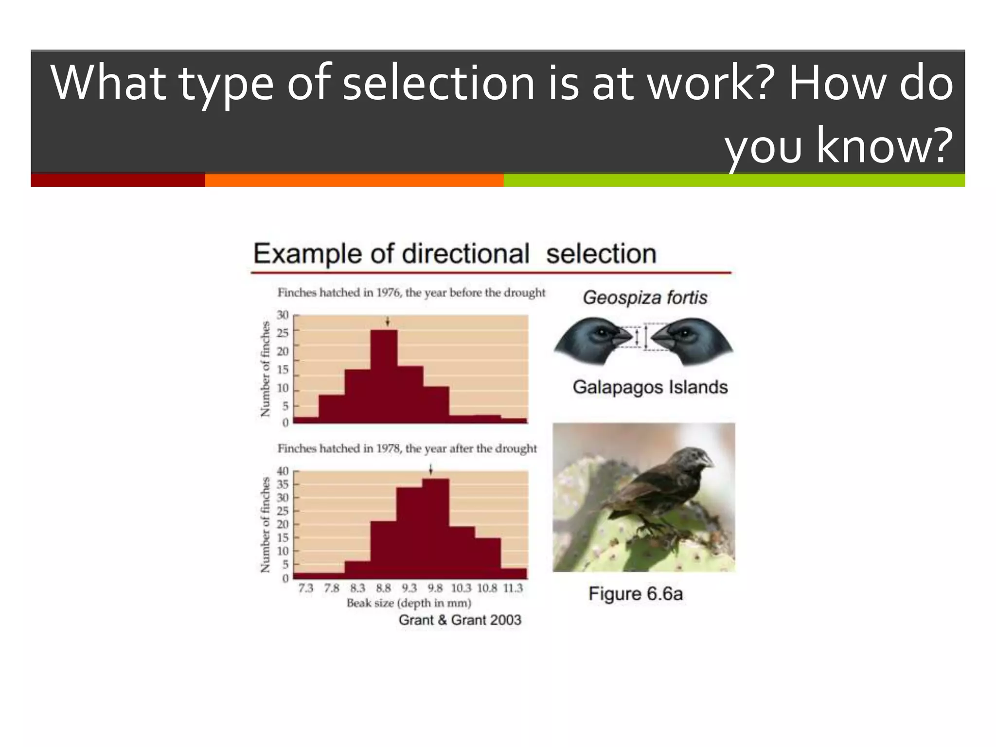 What type of selection is at work? How do
you know?
 