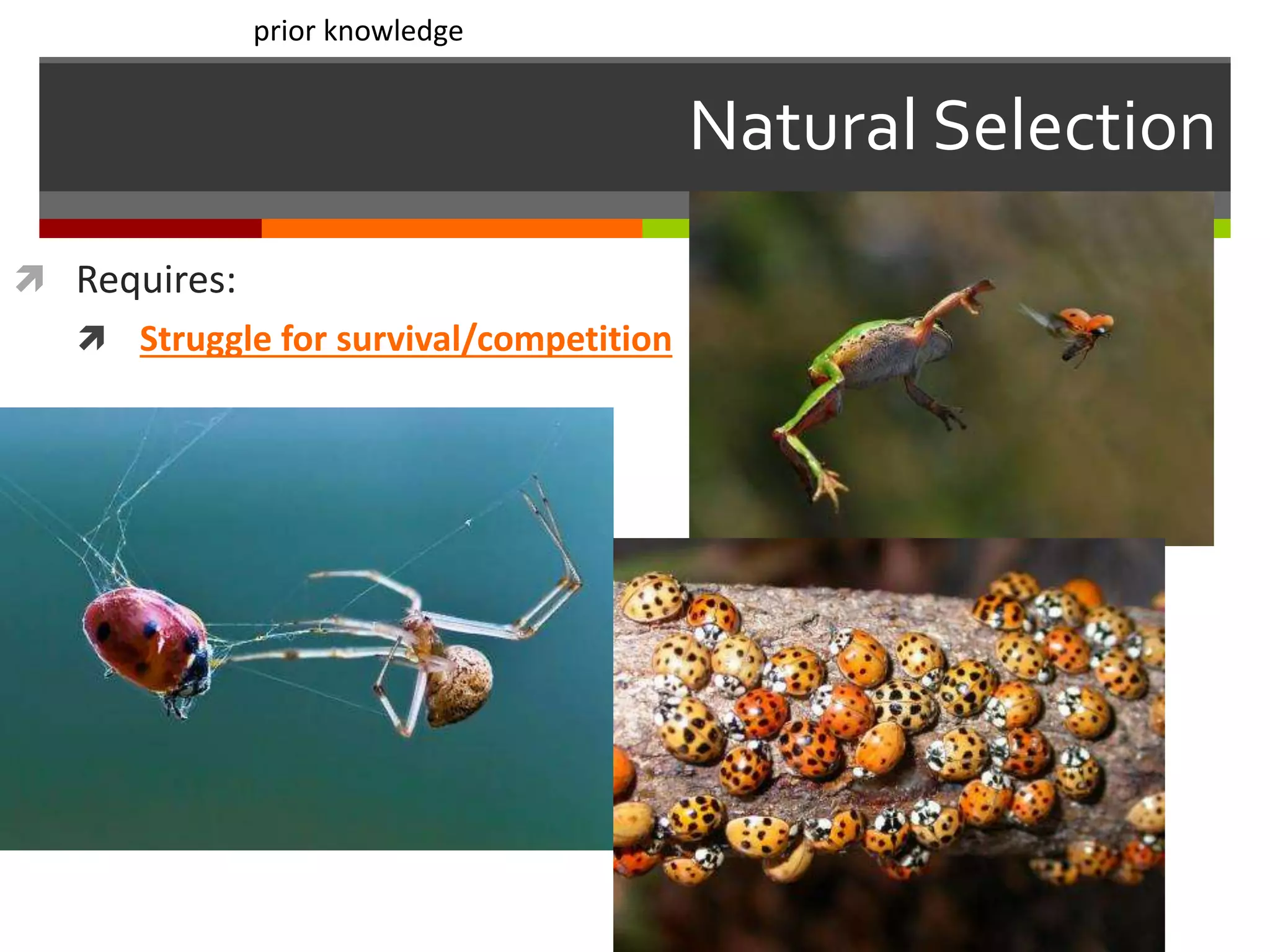 Natural Selection
 Requires:
 Struggle for survival/competition
prior knowledge
 