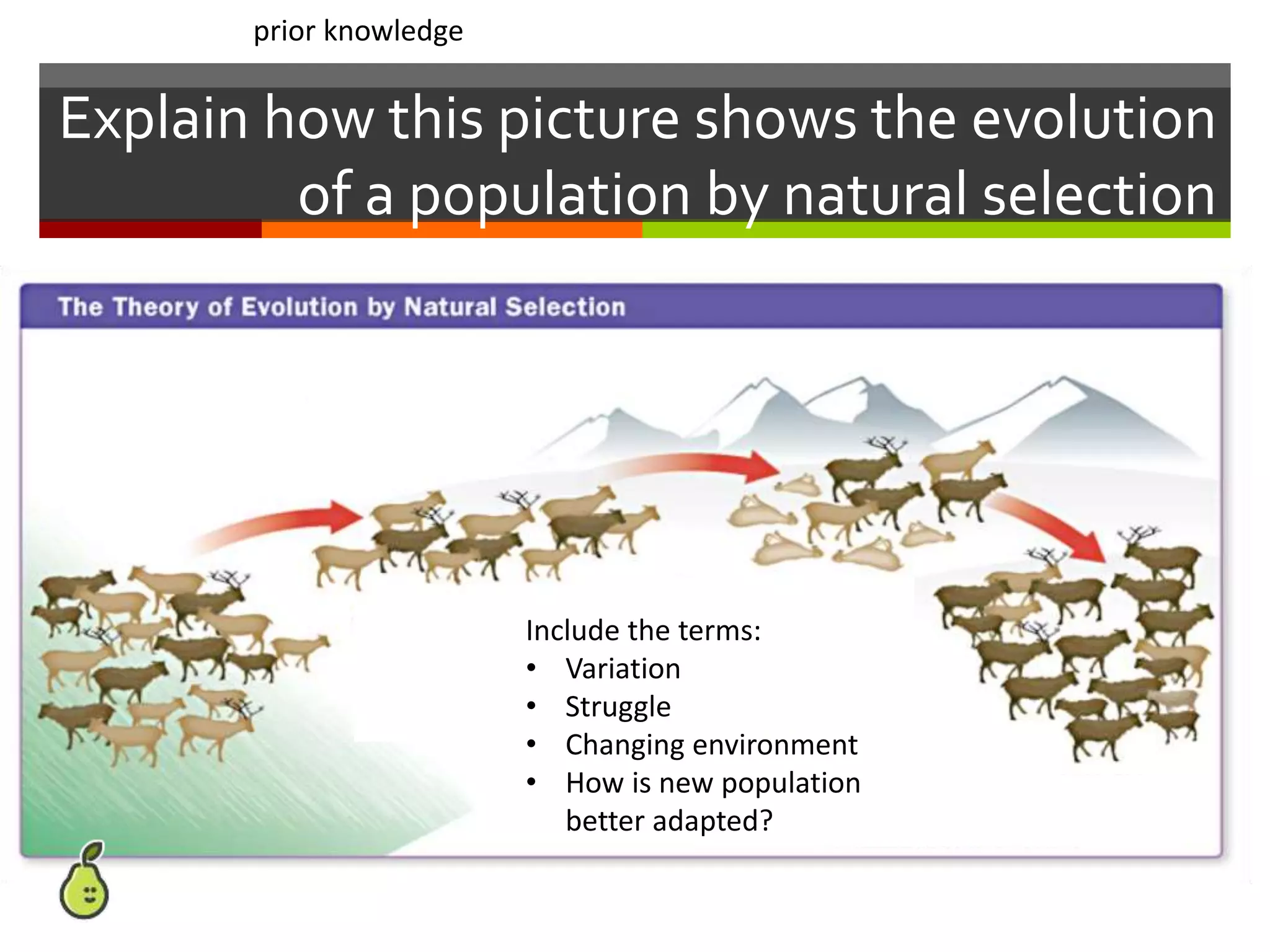 Explain how this picture shows the evolution
of a population by natural selection
Include the terms:
• Variation
• Struggle
• Changing environment
• How is new population
better adapted?
prior knowledge
 