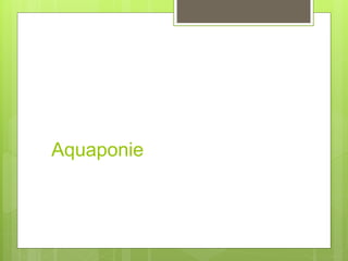 Aquaponie
 