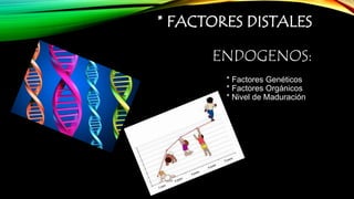 * FACTORES DISTALES 
ENDOGENOS: 
* Factores Genéticos 
* Factores Orgánicos 
* Nivel de Maduración 
 