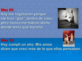 Mes 05: Hoy me regañaron porque  me hice "pipí" dentro de casa;  pero nunca me habían dicho  dónde tenía que hacerlo.  Mes 12: Hoy cumplí un año. Mis amos  dicen que crecí más de lo que ellos pensaban.  