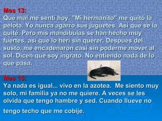 Mes 13: Qué mal me sentí hoy. "Mi hermanito" me quitó la pelota. Yo nunca agarro sus juguetes. Así que se la quité. Pero mis mandíbulas se han hecho muy fuertes, así que lo herí sin querer. Después del susto, me encadenaron casi sin poderme mover al sol. Dicen que soy ingrato. No entiendo nada de lo que pasa. Mes 15: Ya nada es igual... vivo en la azotea.  Me siento muy solo, mi familia ya no me quiere. A veces se les olvida que tengo hambre y sed. Cuando llueve no tengo techo que me cobije.   