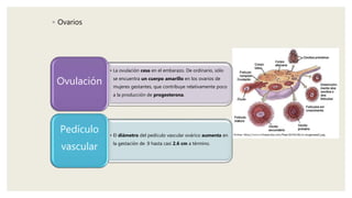 ◦ Ovarios
• La ovulación cesa en el embarazo. De ordinario, sólo
se encuentra un cuerpo amarillo en los ovarios de
mujeres gestantes, que contribuye relativamente poco
a la producción de progesterona.
Ovulación
• El diámetro del pedículo vascular ovárico aumenta en
la gestación de .9 hasta casi 2.6 cm a término.
Pedículo
vascular
 