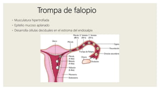 Trompa de falopio
◦ Musculatura hipertrofiada
◦ Epitelio mucoso aplanado
◦ Desarrolla células deciduales en el estroma del endosalpix
 