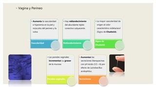 ◦ Vagina y Perineo
• Aumenta la vascularidad
e hiperemia en la piel y
músculos del perineo y la
vulva.
Vascularidad
• Hay reblandecimiento
del abundante tejido
conectivo subyacente.
Reblandecimiento
• La mayor vascularidad da
origen al color
característico violeta/azul
(Signo de Chadwick).
Signo de
Chadwick
• Las paredes vaginales
incrementan su grosor
de la mucosa.
Paredes vaginales
• Aumentan las
secreciones blanquecinas
con pH ácido (3.5 – 6) por
efecto de Lactobacillus
acidophilus.
Secreciones
 