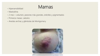 Mamas◦ Hipersensibilidad
◦ Mastodinia
◦ 2 mes > volumen, pezones más grandes, eréctiles y pigmentados
◦ Primeros meses: calostro
◦ Areolas anchas y glándulas de Montgomery
 