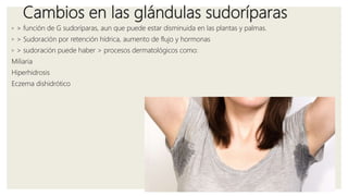 Cambios en las glándulas sudoríparas
◦ > función de G sudoríparas, aun que puede estar disminuida en las plantas y palmas.
◦ > Sudoración por retención hídrica, aumento de flujo y hormonas
◦ > sudoración puede haber > procesos dermatológicos como:
Miliaria
Hiperhidrosis
Eczema dishidrótico
 