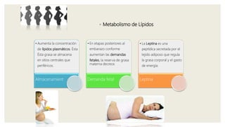 ◦ Metabolismo de Lípidos
• Aumenta la concentración
de lípidos plasmáticos. Ésta
Ésta grasa se almacena
en sitios centrales que
periféricos.
Almacenamient
• En etapas posteriores al
embarazo conforme
aumentan las demandas
fetales, la reserva de grasa
materna decrece.
Demanda fetal
• La Leptina es una
peptídica secretada por el
tejido adiposo que regula
la grasa corporal y el gasto
de energía.
Leptina
 