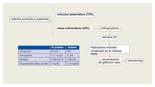 volemia aumenta a expensas
volumen plasmático (75%)
masa eritrocitaria (25%) ↑eritropoyetina
semana 20
↑ concentración
de glóbulos rojos
Hiperplasia eritroide
moderada en la médula
ósea
reticulocitos
 
