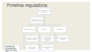 Proteínas reguladoras
inhibidores naturales de la
coagulación
proteína C activada
junto con los cofactores
proteína S y factor V
funciona como
anticoagulante
proteína Z
Glucoproteína
dependiente de la
vitamina K
inhibe la activación del
factor X.
antitrombina
constantes durante toda la
gestación
proteínas C, S y Z, así
como la antitrombina
neutraliza los
procoagulantes
factor Va y factor
 