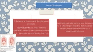 Aparato Respiratorio
El diafragma se eleva cerca de 4 cm durante el
embarazo.
Ángulo subcostal: se amplía en forma
apreciable a medida que el diámetro transversal
de la caja torácica aumenta alrededor de 2 cm.
La circunferencia total aumenta unos 6 cm, pero
no lo suficiente para impedir la disminución del
volumen pulmonar residual creado por la
elevación del diafragma.
 
