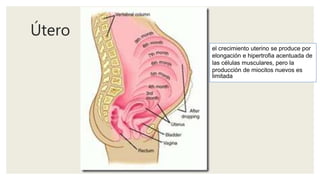 Útero
el crecimiento uterino se produce por
elongación e hipertrofia acentuada de
las células musculares, pero la
producción de miocitos nuevos es
limitada
 