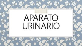 APARATO
URINARIO
 