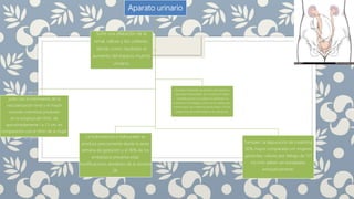 Aparato urinario
El aumento del espacio muerto
junto con el crecimiento de la
vascularización renal y el mayor
volumen intersticial producen
en la longitud del riñón, de
aproximadamente 1 a 1.5 cm, en
comparación con el riñón de la mujer
no gestante. La hidronefrosis e hidrouréter se
produce precozmente desde la sexta
semana de gestación y el 90% de los
embarazos presenta estas
modificaciones alrededor de la semana
28.
Durante el embarazo se pierden aminoácidos y
vitaminas hidrosolubles por la orina, en mayor
cantidad que en las mujeres no gestantes; la
creatinina y el nitrógeno ureico sérico disminuyen;
manera que, una creatinina sérica mayor a 0,9 es
sospechosa de enfermedad renal subyacente.
También, la depuración de creatinina
30% mayor comparada con mujeres
gestantes; valores por debajo de 137
mL/min deben ser estudiados
exhaustivamente.
Sufre una dilatación de la
renal, cálices y los uréteres,
dando como resultado el
aumento del espacio muerto
urinario.
 