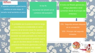 El aparato urinario experimenta
cambios en esta etapa. El
tamaño renal aumenta un poco.
En las Rx
Aumentan de tamaño en el
comienzo del puerperio
El índice de filtrado glomerular y
el flujo plasmático renal
aumentan desde el principio del
embarazo.
Es probable que la postura materna tenga
una influencia considerable en varios
aspectos de la función renal. Por ejemplo en
el embarazo avanzado, el flujo urinario y la
excreción de sodio promedio son menos de
a mitad de la excreción en posición supina
que en decúbito lateral. El efecto de a
postura en la filtración glomerular y el flujo
plasmático renal es más variable.
25% : Segunda semana después
de la concepción
50% : Principio del segundo
trimestre.
 
