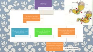 Estómago
Mecánicos debido a un
útero grávido
Hormonal: Debido a
progesterona
Produciendo alteraciones
a nivel gástrico e
intestinal
En labor de parto cuando
se administra analgésicos
puede extenderlo Vaciamiento gástrico
Se alteran factores
mecánicos y hormonales
 