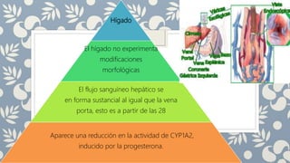 Hígado
El hígado no experimenta
modificaciones
morfológicas
El flujo sanguíneo hepático se
en forma sustancial al igual que la vena
porta, esto es a partir de las 28
Aparece una reducción en la actividad de CYP1A2,
inducido por la progesterona.
 