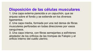 Disposición de las células musculares
1. Una capa externa parecida a un capuchón, que se
arquea sobre el fondo y se extiende en los diversos
ligamentos.
2. Una capa media, formada por una red densa de fibras
musculares perforadas en todas direcciones por vasos
sanguíneos.
3. Una capa interna, con fibras semejantes a esfínteres
alrededor de los orificios de las trompas de Falopio y el
orificio interno del cuello uterino.
 