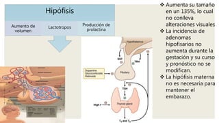 Hipófisis
Aumento de
volumen
Lactotropos
Producción de
prolactina
 Aumenta su tamaño
en un 135%, lo cual
no conlleva
alteraciones visuales
 La incidencia de
adenomas
hipofisarios no
aumenta durante la
gestación y su curso
y pronóstico no se
modifican.
 La hipófisis materna
no es necesaria para
mantener el
embarazo.
 