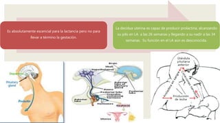 Es absolutamente escencial para la lactancia pero no para
llevar a término la gestación.
La decidua uterina es capaz de producir prolactina, alcanzando
su pilo en LA a las 26 semanas y llegando a su nadir a las 34
semanas. Su función en el LA aún es desconocida.
 