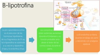 B-lipotrofina
La pro-opiomelanocortina
es el precursor de las
hormonas hipofisiarias.
de sus fragmentos de 91 aa,
la b-lipotrofina se subdivide
a su vez en y-lipotrofina
(51aa) y b-endorfina (31aa).
Las concentraciones de
estas sustancias aumentan
durante el Embarazo y su
función probable sería
aliviar el dolor de las
contracciónes durante el
parto.
La B-endorfina se libera
durante el trabajo de parto
y desciendo con analgesia
epidural.
 