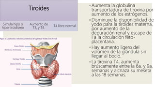 Tiroides
Simula hipo o
hipertiroidismo
Aumento de
T3, y T4.
T4 libre normal
◦ Aumenta la globulina
transportadora de tiroxina por
aumento de los estrógenos.
◦ Disminuye la disponibilidad de
yodo para la tiroides materna,
por aumento de la
depuración renal y escape de
I a la circulación feto-
placentaria.
◦ Hay aumento ligero del
volúmen de la glándula sin
llegar al bocio.
◦ La tiroxina T4, aumenta
brúscamente entre la 6a. y 9a.
semanas y alcnaza su meseta
a las 18 semanas.
 