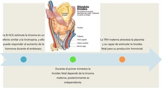 La B-hCG estimula la tiroxina en un
efecto similar a la tirotropina, y ello
puede responder al aumento de la
hormona durante el embarazo.
Durante el primer trimestre la
tiroides fetal depende de la tiroxina
materna, posteriormente es
independiente.
La TRH materna atravieza la placenta
y es capaz de estimular la tiroides
fetal para su producción hormonal.
 