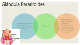 Glándula Paratiroides
La paratohormona disminuye
durante el primer trimestre y
luego aumenta durante el
embarazo.
Función de la
El aumento se debe al
aumento del volúmen
plasmático, IFG y
fetal de calcio, lo cual
un hiperparatiroidismo
fisiológico con la finalidad de
mantener el aporte fetal de
calcio
 