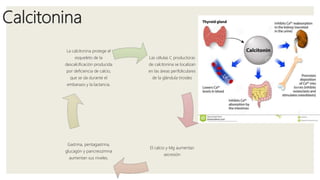 Calcitonina
Las células C productoras
de calcitonina se localizan
en las áreas perifoliculares
de la glándula tiroides
El calcio y Mg aumentan
secresión
Gastrina, pentagastrina,
glucagón y pancreozimna
aumentan sus niveles.
La calcitonina protege el
esqueleto de la
descalcificación producida
por deficiencia de calcio,
que se da durante el
embarazo y la lactancia.
 