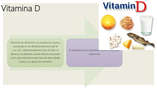 Vitamina D
Deriva de los alimentos ó se sintetiza en la piel y
convertida en 25-dihidroxivitamina D por el
y en 1,25- dihidroxivitamina D por el riñón, la
decidua y la placenta, siendo este el compuesto
activo que estimula la resorción de calcio desde
huesos y su absorción intestinal.
Es facilitada por la paratohormona é inhibida por
calcitonina
 