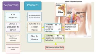 •Suprarrenal
ACTH
placentaria
Estimula la
producción de
cortisol
Estrógenos aumento de
CBG (proteína
transpotadora de
esteroides)
Cortisol libre = rangos
normales
Páncreas
1er trimestre hiperplasia
de islotes pancreáticos,
Aumento de la
secreción
insulina
2do y 3er
trimestre
Reducción de
la glicemia en
ayuno.
Aumento de la
utilización
periférica de
glucosa
Aumento de la
resistencia periférica a
la insulina
Lactógeno placentario
 
