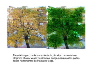 En esta imagen con la herramienta de pincel en modo de tono elegimos el color verde y aplicamos. Luego aclaramos las partes con la herramientas de marca de fuego. 