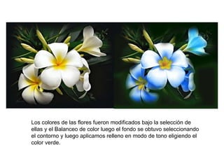 Los colores de las flores fueron modificados bajo la selección de ellas y el Balanceo de color luego el fondo se obtuvo seleccionando el contorno y luego aplicamos relleno en modo de tono eligiendo el color verde. 