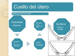 Cuello del útero
Extensible
• dilatación
Sensible
•Al
pinzamiento,
distensión
Irritable
•En forma de
contracciones
Retráctil
•Cierre
después del
parto
Se Borra
• Afina y
acorta
Modificaciones funcionales
 