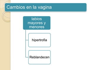 labios
mayores y
menores
hipertrofia
Reblandecen
Cambios en la vagina
 