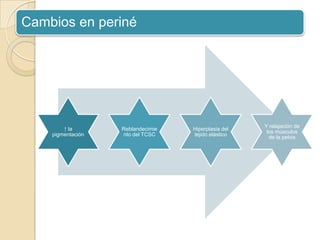 Cambios en periné
↑ la
pigmentación
Reblandecimie
nto del TCSC
Hiperplasia del
tejido elástico
Y relajación de
los músculos
de la pelvis
 