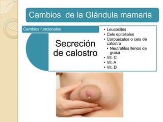 Cambios de la Glándula mamaria
Secreción
de calostro
• Leucocitos
• Cels epiteliales
• Corpúsculos o cels de
calostro
• Neutrofilos llenos de
grasa
• Vit. C
• Vit. A
• Vit. D
Cambios funcionales
 