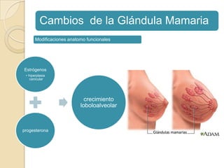 Cambios de la Glándula Mamaria
Estrógenos
• hiperplasia
canicular
progesterona
crecimiento
loboloalveolar
Modificaciones anatomo funcionales
 