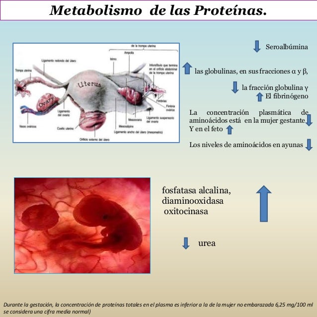 Modificaciones metabólicas y endocrinas en el embarazo Modificaciones metabólicas y endocrinas en el embarazo