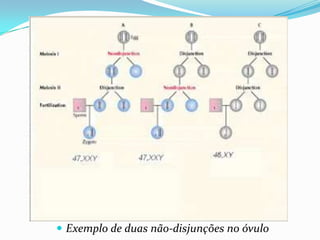  Exemplo de duas não-disjunções no óvulo
 